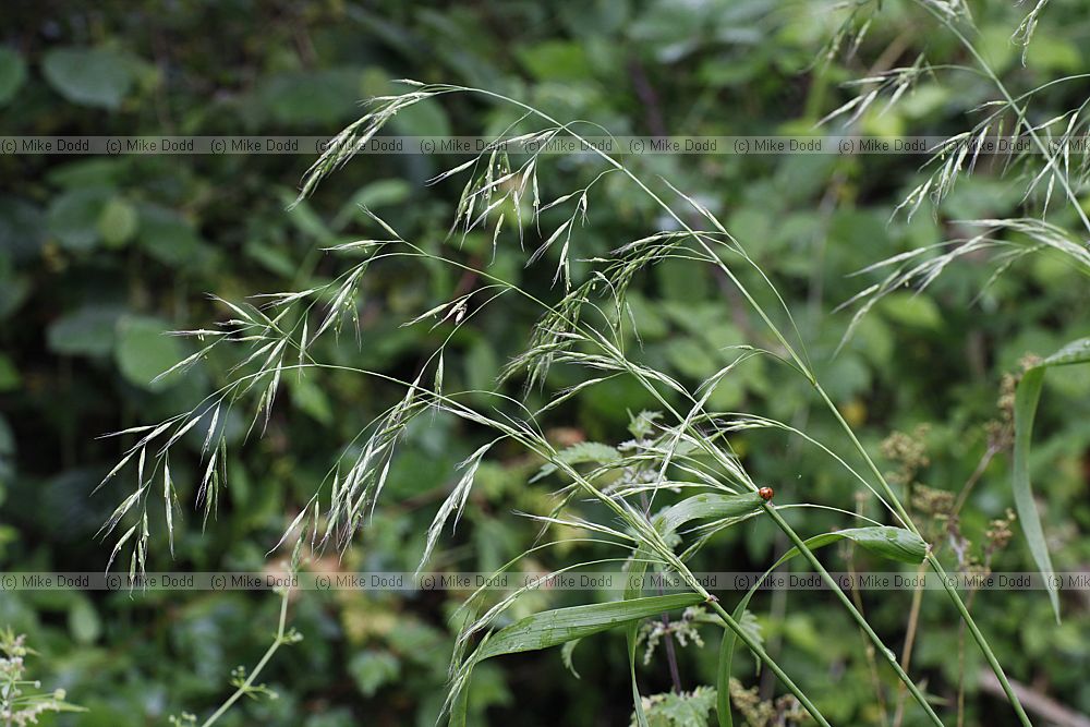 Festuca gigantea Giant Fescue