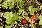 Fragaria vesca Wild strawberry