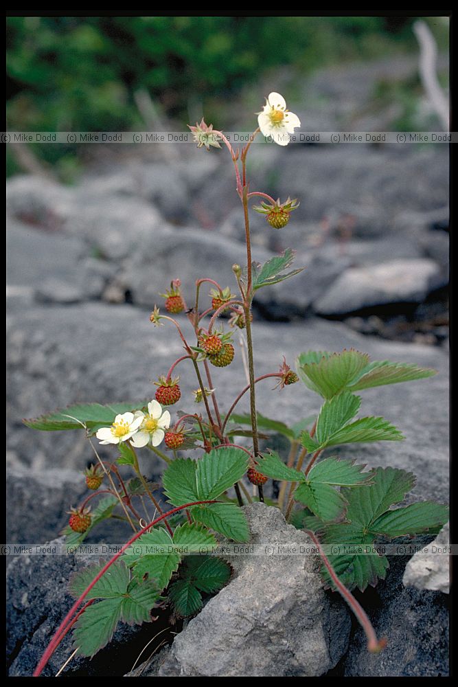 Fragaria vesca Strawberry