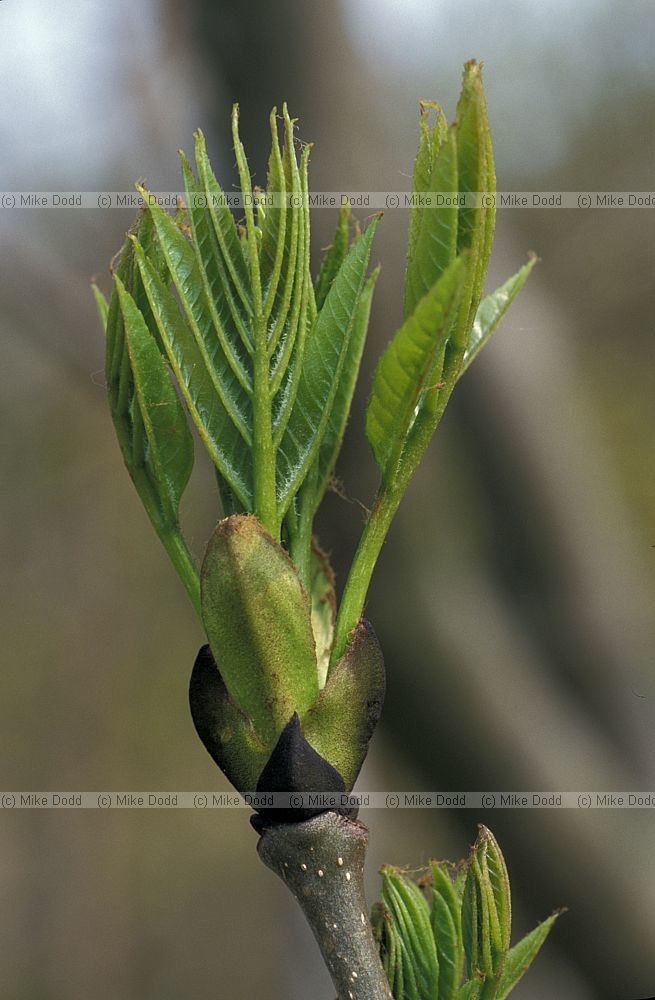 Fraxinus excelsior Ash