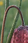 Fritillaria meleagris Snake's Head Fritillary