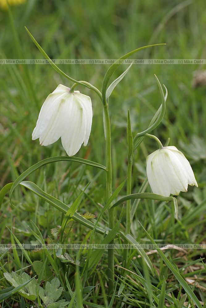 Fritillaria meleagris Fritillary at Cricklade north meadow