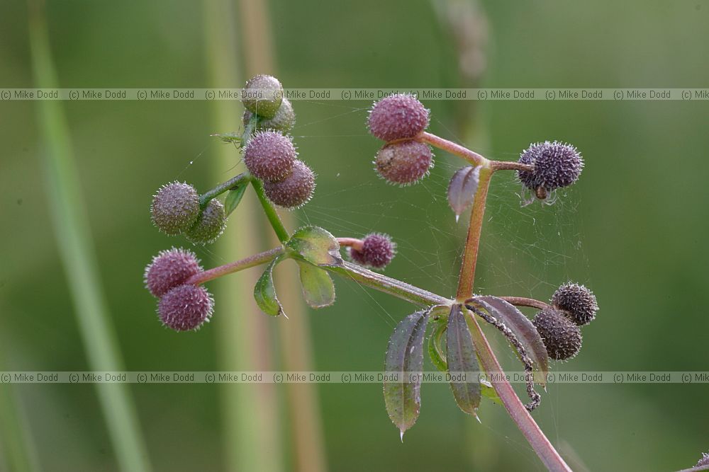 Galium aparine Cleavers