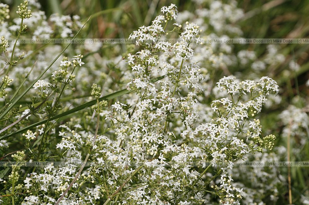 Galium mollugo Hedge Bedstraw