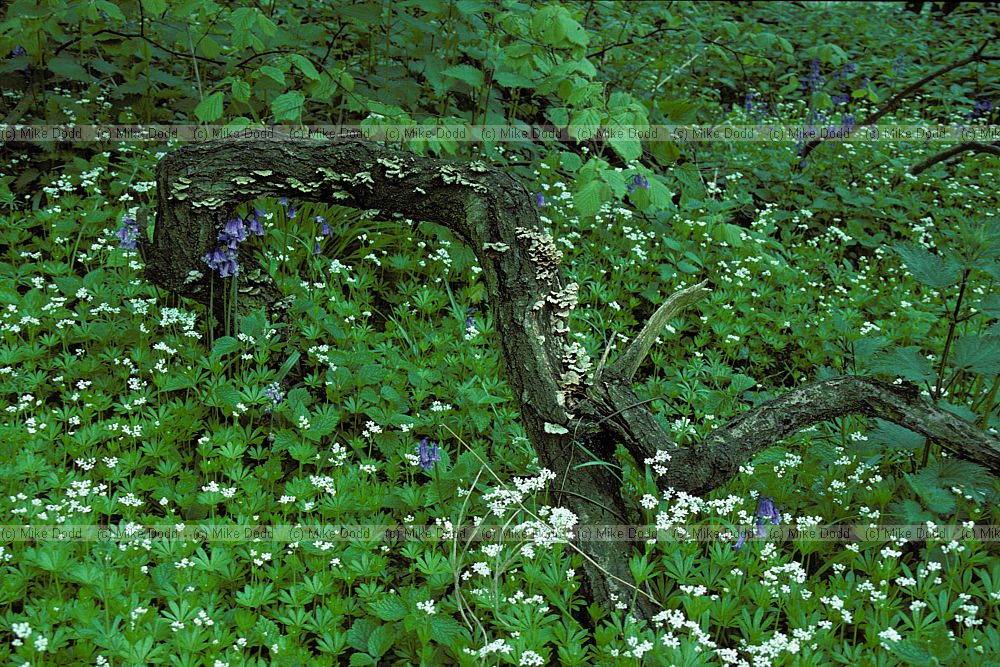 Galium odoratum Sweet Woodruff