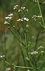 Galium palustre Common Marsh-bedstraw