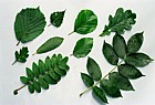 Tree leaf identification guide