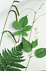 Woodland plant identification guide