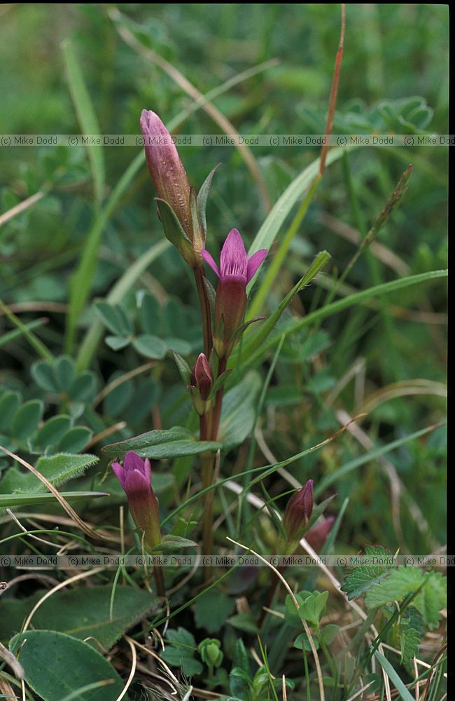 Gentianella anglica Early Gentian