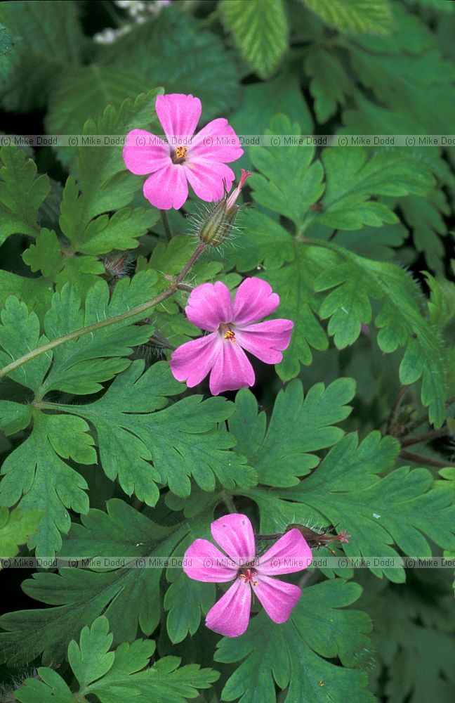 Geranium robertianum Herb Robert