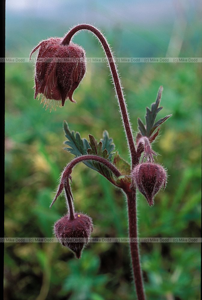 Geum rivale Water Avens