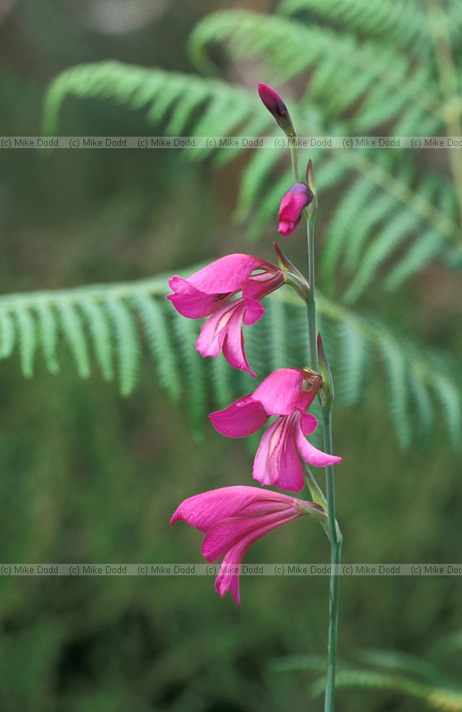 Gladiolus illyricus Wild Gladiolus