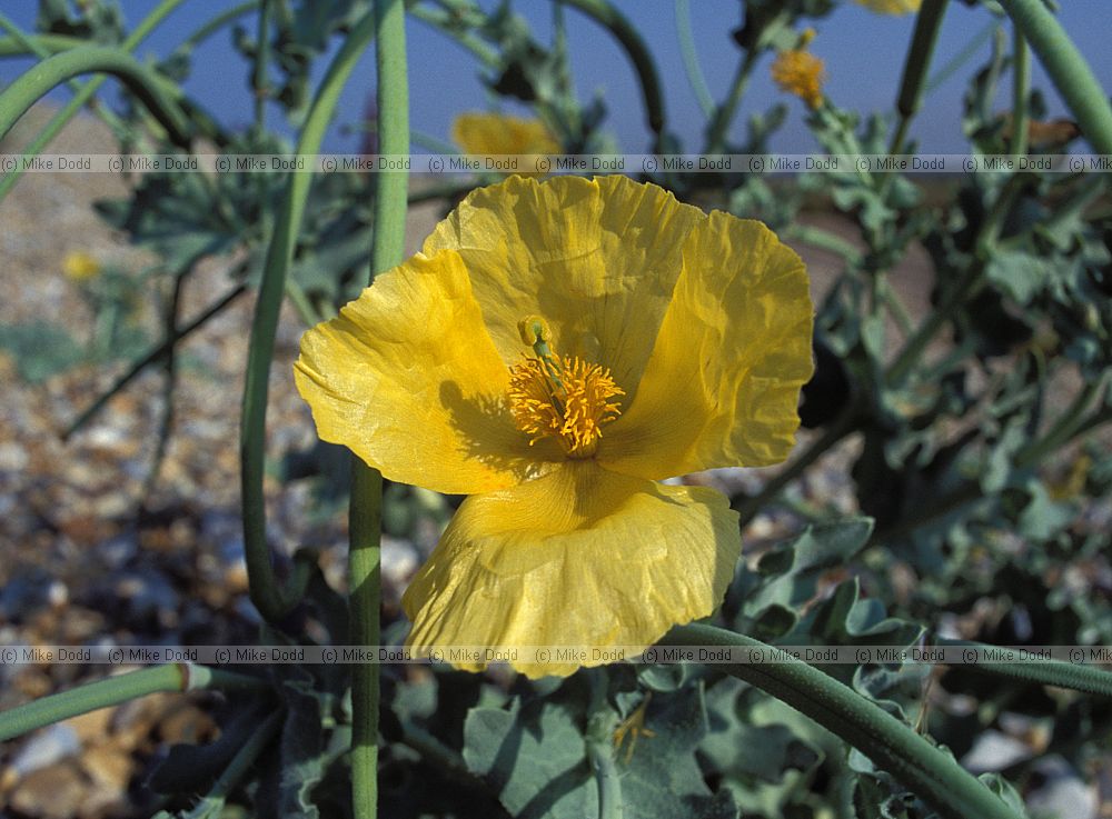 Glaucum flavum Yellow Horned-poppy