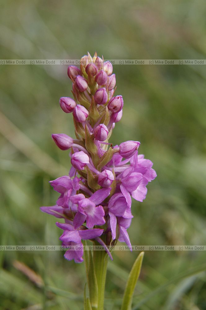 Gymnadenia borealis Heath fragrant orchid