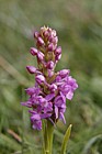Gymnadenia borealis Heath fragrant orchid