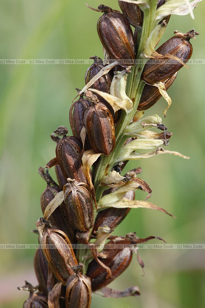 Gymnadenia conopsea Fragrant Orchid