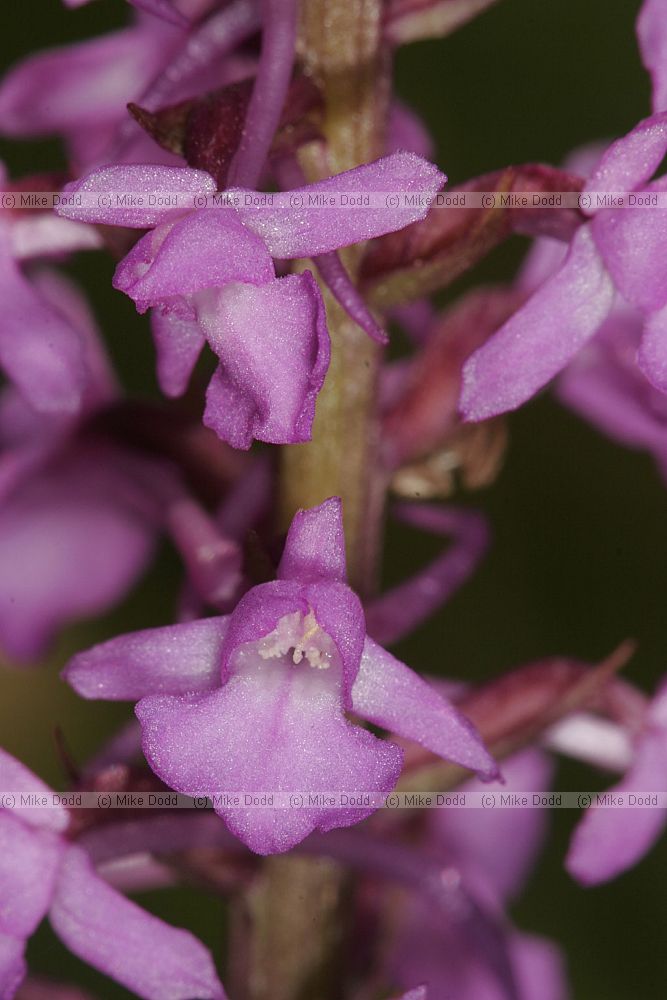 Gymnadenia conopsea Fragrant orchid