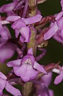 Gymnadenia conopsea Fragrant orchid