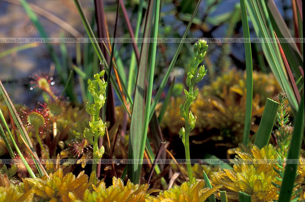 Hammarbya paludosa Bog orchid