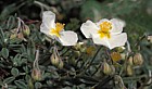Helianthum apenninum White Rock-rose