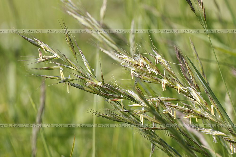 Helictotrichon pubescens Downy Oat-grass (check)