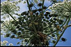 Heracleum mantegazzianum Giant Hogweed
