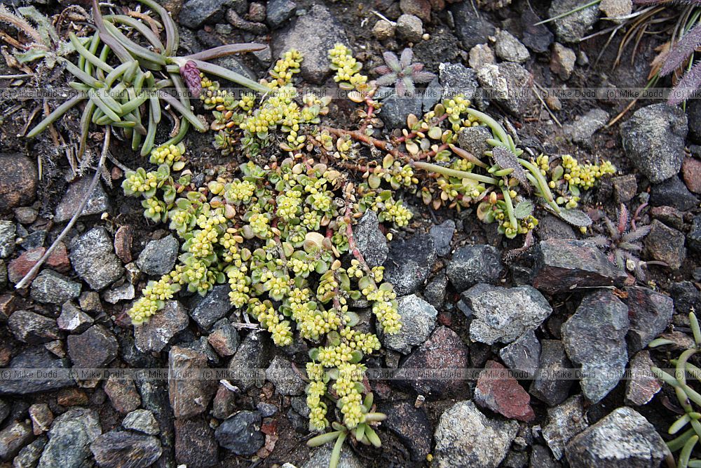 Herniaria ciliolata Fringed Rupturewort