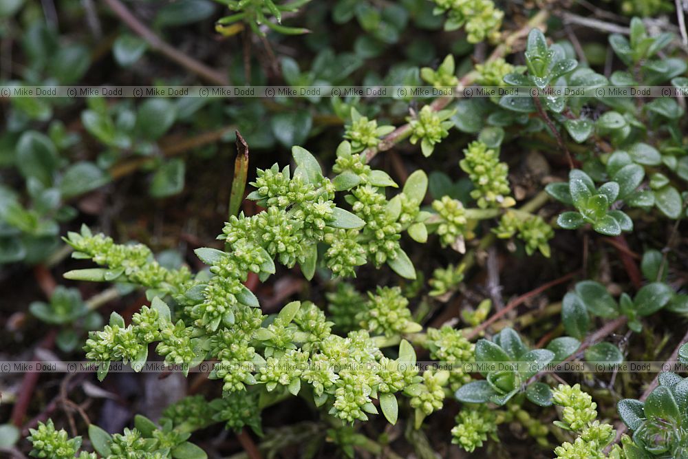 Herniaria glabra Smooth Rupturewort