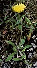 Hieracium pilosella Mouse-ear Hawkweed