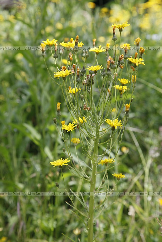 Hieracium umbellatum (?) Narrow leaved Hawkweed