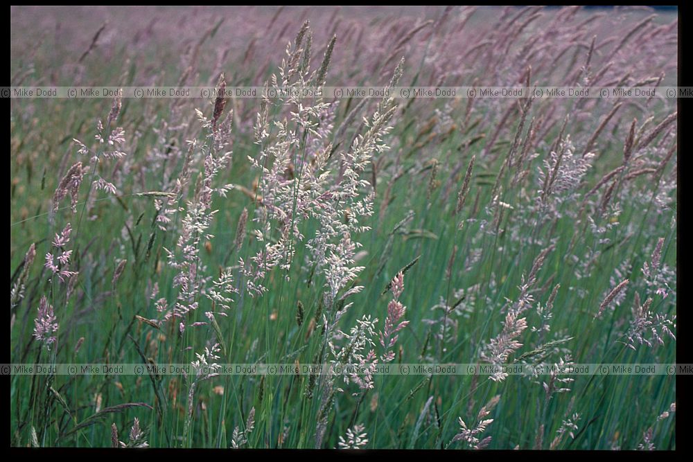 Holcus lanatus Yorkshire Fog