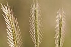 Hordeum secalinum Meadow Barley