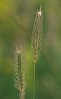 Hordeum secalinum Meadow Barley