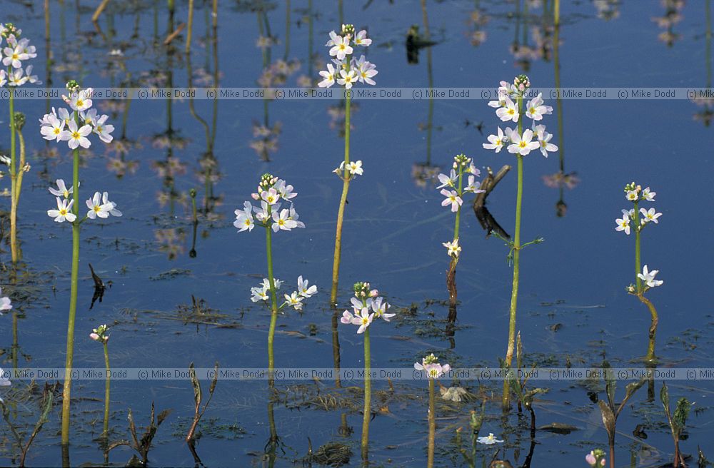 Hottonia palustris Water-violet