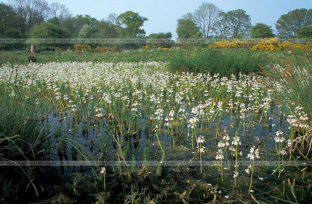 Hottonia palustris Water-violet