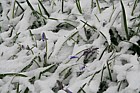 Bluebell woodland covered in snow some blue flowers visible in places