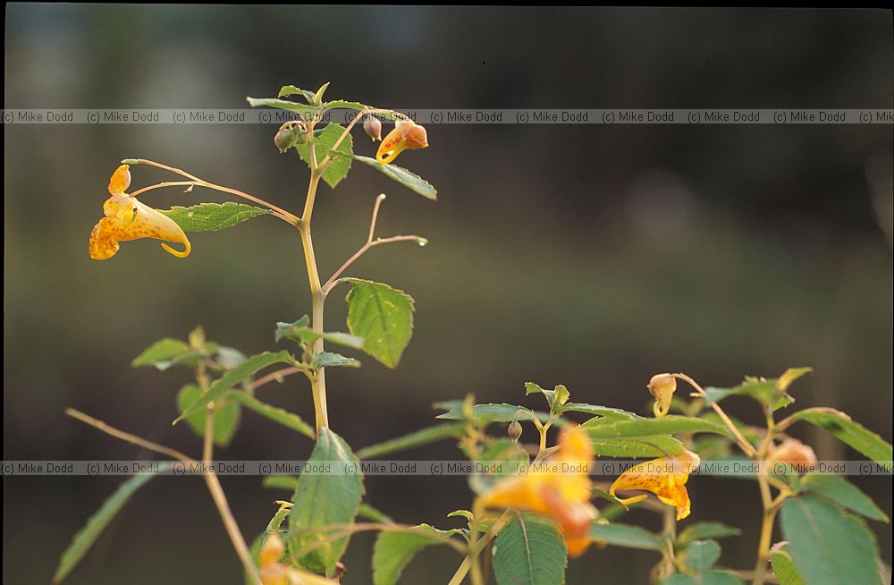 Impatiens capensis Orange Balsam