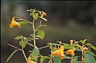 Impatiens capensis Orange Balsam