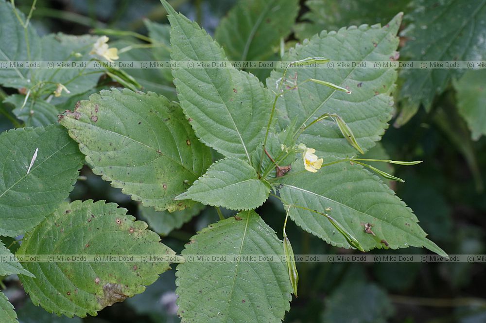 Impatiens parviflora Small Balsam