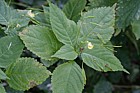 Impatiens parviflora Small Balsam