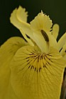 Iris pseudacorus Yellow Iris