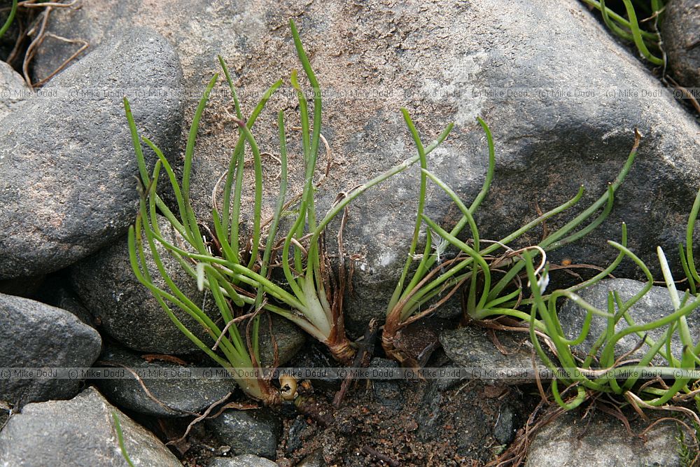 Isoetes lacustris Quillwort