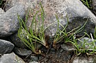 Isoetes lacustris Quillwort