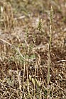 Koeleria macrantha Crested Hair-grass