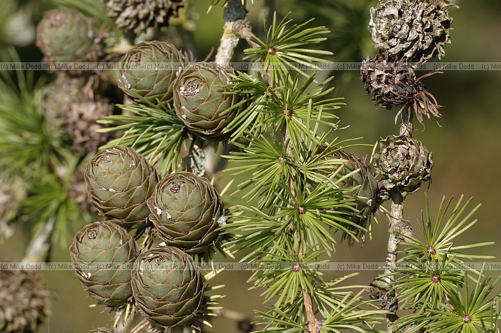 Larix decidua European Larch cones