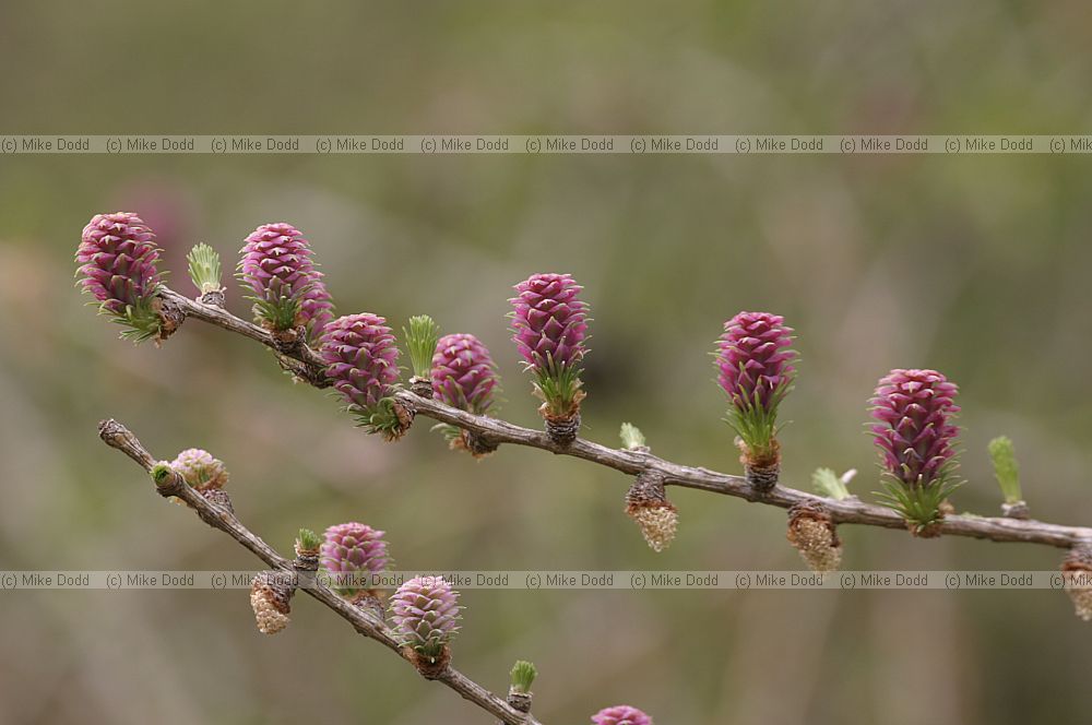 Larix flowers