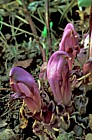 Lathraea clandestina Purple toothwort