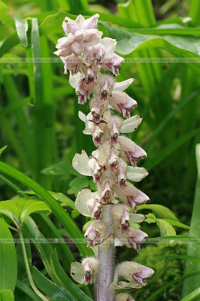 Lathraea squamaria Toothwort