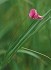 Lathyrus nissolia Grass Vetchling