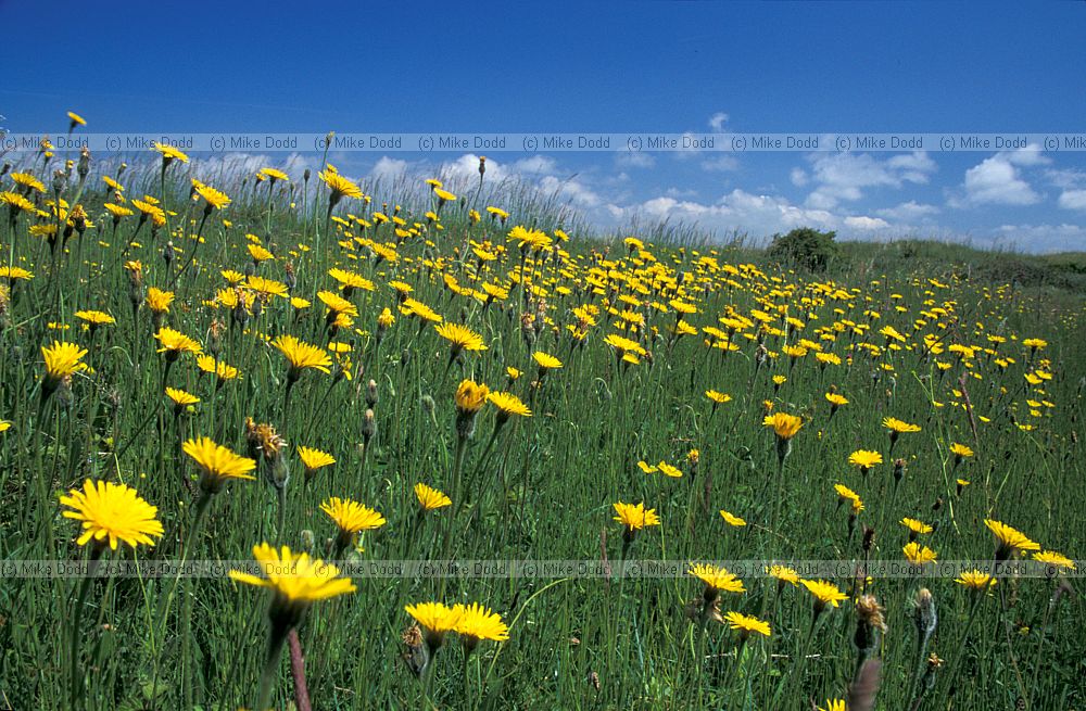 Leontodon hispidus Rough Hawkbit